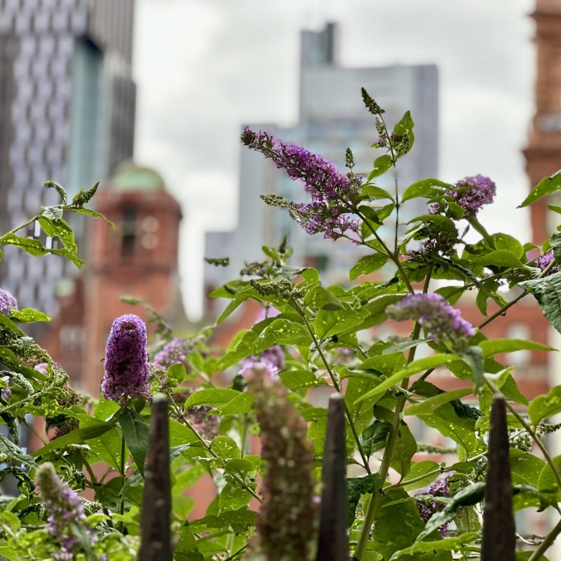 image of Manchester skyline with flowers (Nature on the Board)